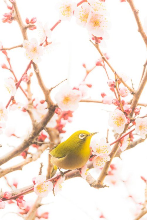 Mejiro (Japanese white-eye) and plum blossoms, early Spring scenery captured by @v0_0v______mk in Os