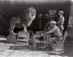 oblio24:  Filming of the MGM lion, which