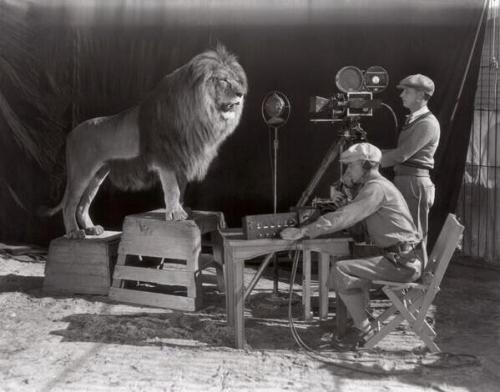 oblio24:  Filming of the MGM lion, which porn pictures