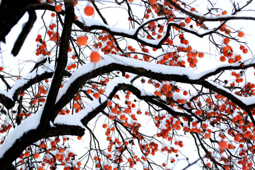 changan-moon:Persimmon trees in winter snow, an imagery of the 17th twenty-four solar term 霜降shuangj