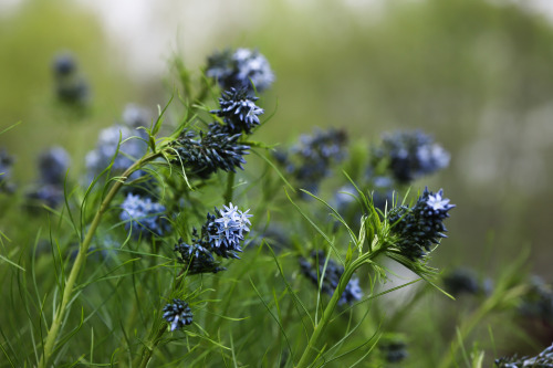 Early May promises -  Meadow dwellers adding quite the different look to a semi cultivated garden al