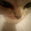 donott
