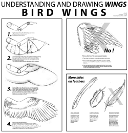 artist-help:   Bird wings  [x] [x] [x]
