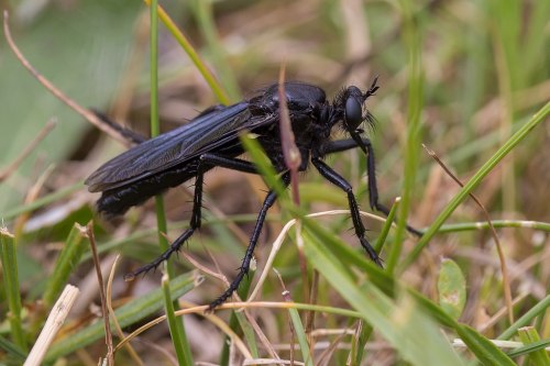 Dasypogon diademaC Hélène Rival, CC 4.0