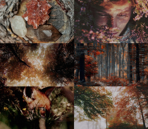 melianinarda:The Middle-Earth aesthetic | M i r k w o o d |The Silvan Elves | A u t u m n