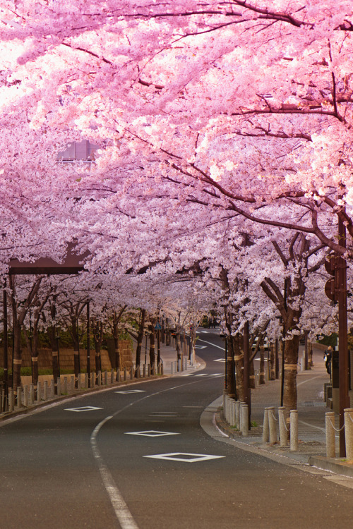 banshy: Sakura by Pat Charles