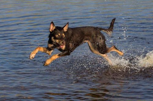 velvet-and-steel:  Kelpies