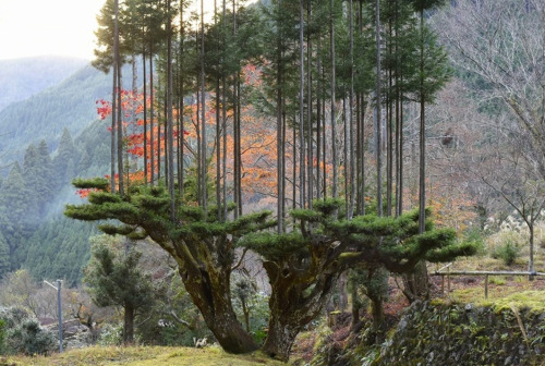 unicoherent:Daisugi TreesReal-life sustainability that looks like something out of a fantasy film.“T