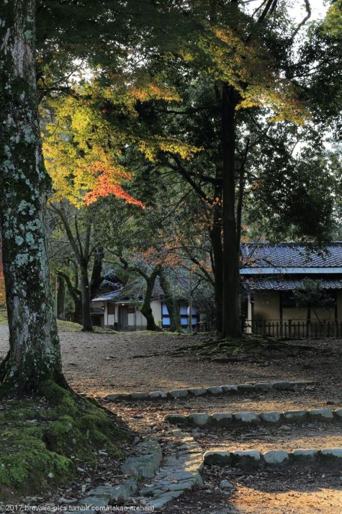 ‘21.11.23 興福寺、浅茅ヶ原にて夜も明けてきて、陽が差してきました。まだ興福寺から400ｍ程しか移動してないのに、もう1時間ほど経っている･･。この季節は足を止めさせる光景が多いです。