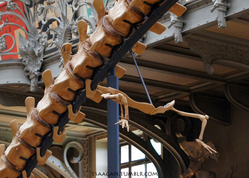 tsaagan: Cynthiacetus peruvianus, National Museum of Natural History, Paris, France