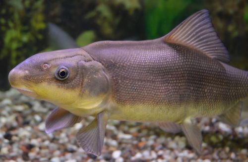 typhlonectes:  Razorback Sucker (Xyrauchen texanus)    The  endangered razorback sucker, named for the sharp hump on its back, has  been navigating the waters of the Colorado River and its tributaries for  three to five million years and can live for