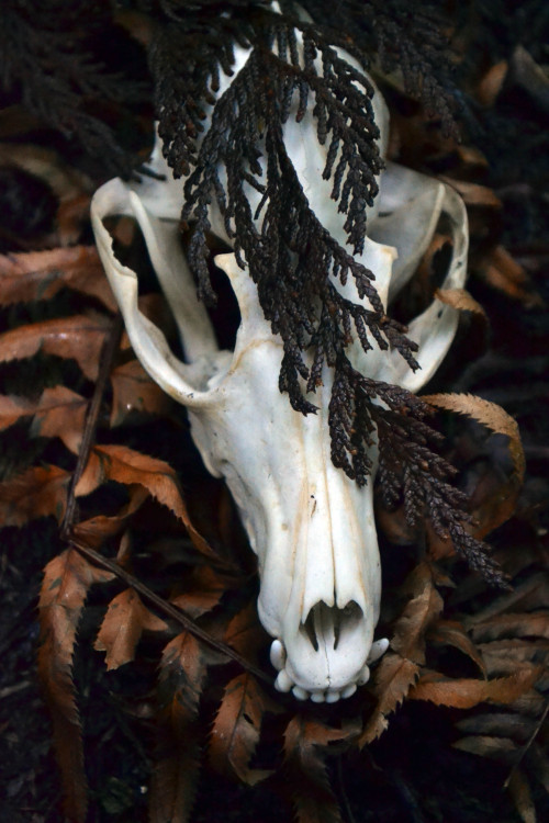 wolftea:  fox skull