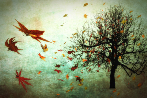 bookofoctober - Autumn Butterflies by hankep