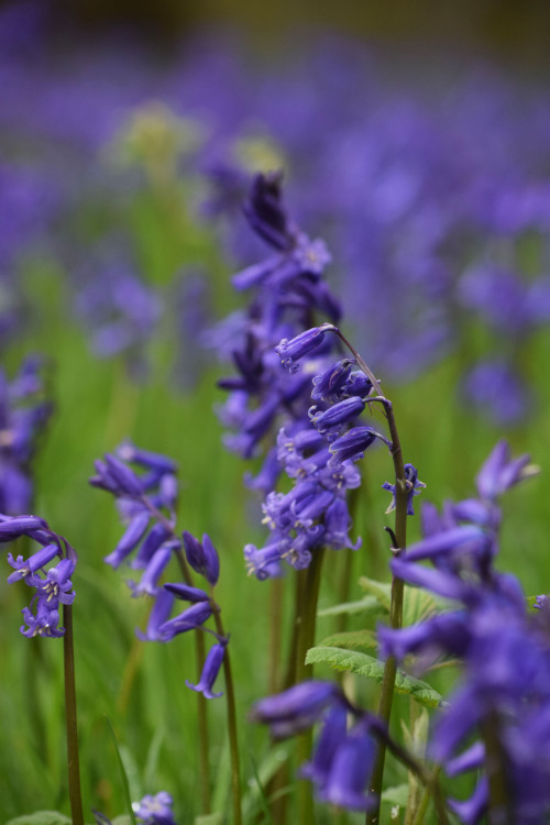 Kinclaven Bluebell Wood, Perthshire, ScotlandIt was quite a delight to walk through these woods and 