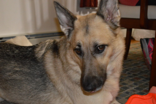 handsomedogs:  My rescue 5 year-old German Shepherd, Hunter, with his sassy face on