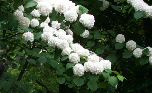 ghostplanter:white hydrangea