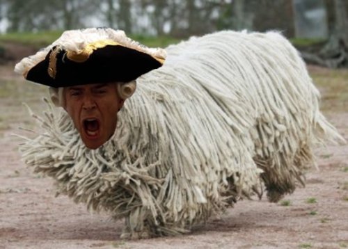 thepromiseofredemption: Komondor Norrington eMILY. I&rsquo;M WHEEZING