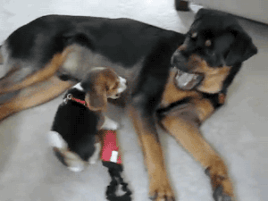 gifsboom:  Beagle Puppy Attacks Rottweiler. [video]