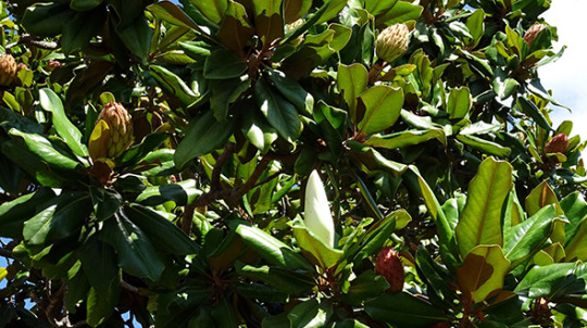 Hardy specimen trees for marietta georgia include magnolia grandiflora