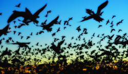 &ldquo;The Birds&rdquo; Snow geese at sunrise blastoffBosque del Apache, near San Antonio NMNov2012