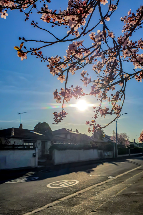  Tournefeuille, contre-jour de prunusTournefeuille, prunus backlighting by sir20 for feuilletourne-s