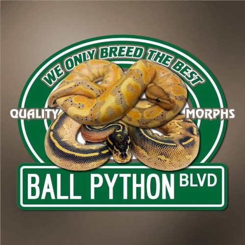 Logo I created for Mike Jankowski #snakelogo #reptilebreeder #ballpythonbreeder #ballpython https://