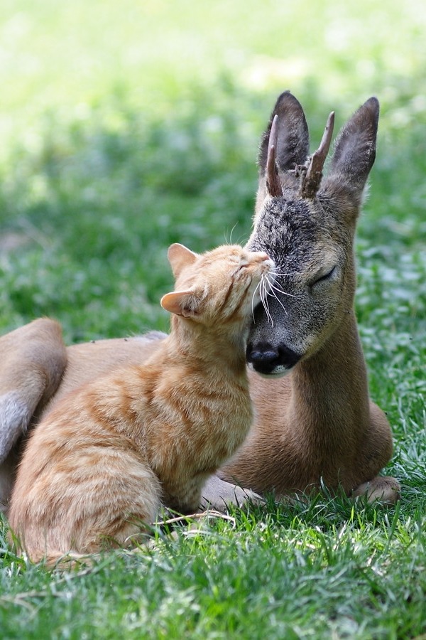 meow