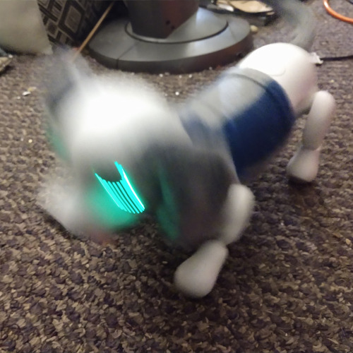 Found a couple of spin-master brand robot pets at savers for a couple bucks each today! This one’s t