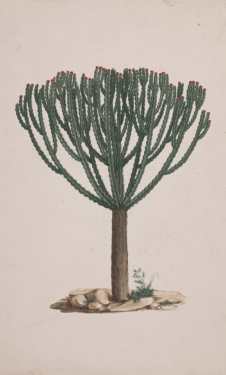 Luigi Balugani, 1737–1770, Italian, Euphorbia abyssinica J.F. Gmel. (Ethiopian Tree-Spurge): finishe