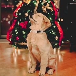 Have yourself a merry little christmas.