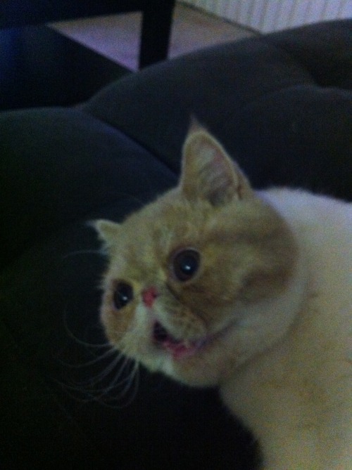 CRAZY CAT! Rondo makes the craziest faces when he gets excited. Follow him on facebook @ rondotheexo