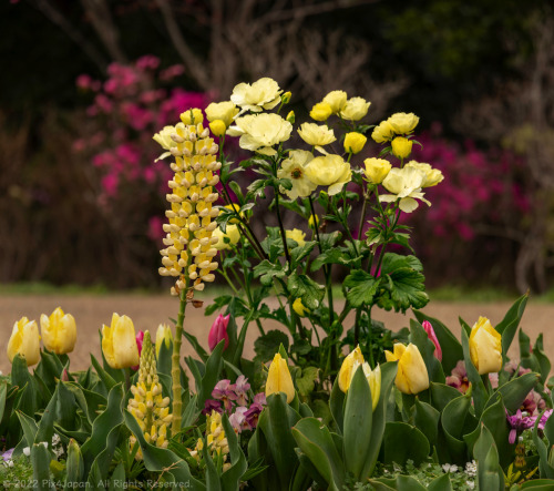 White California Poppy and Lupine Rainbow FlowersSatoyama Garden located adjacent to Yokohama Zoolog