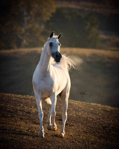 Oula AljassimyaMarwan Al Shaqab x  El Sanadik IAPhoto by April Visel