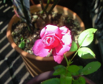 Blue Perfume @ my garden