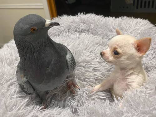 catsbeaversandducks:Pigeon that Can’t Fly and Special Needs Chihuahua Form Fast Friendship at New Yo