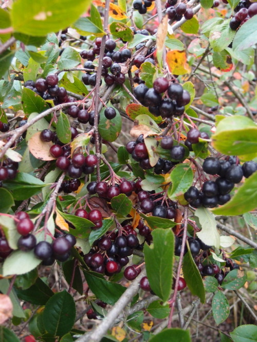 Aronia mitschurinii