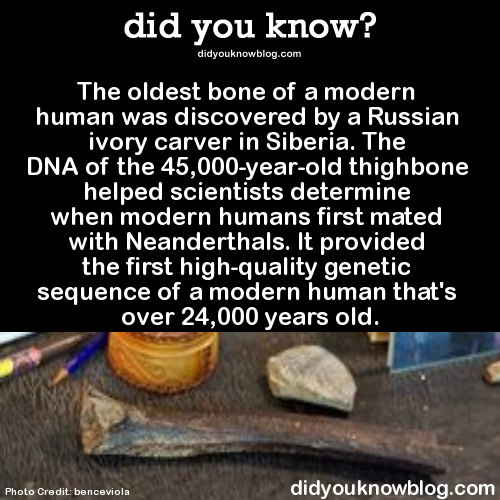 did-you-kno:  The oldest bone of a modern human was discovered by a Russian ivory