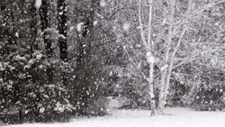 seasonal-postss:  love