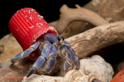 end0skeletal: Hermit crabs with beach trash shells by Shawn Miller