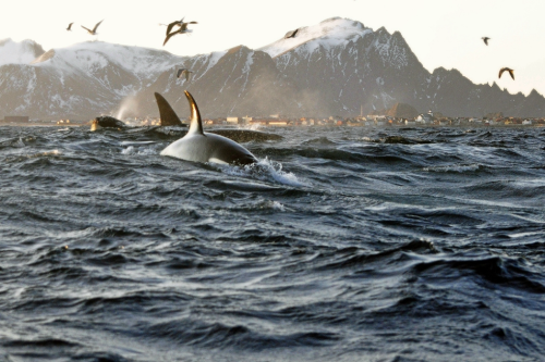 expressions-of-nature:  by Sirpa Winter whale watching in Norway 