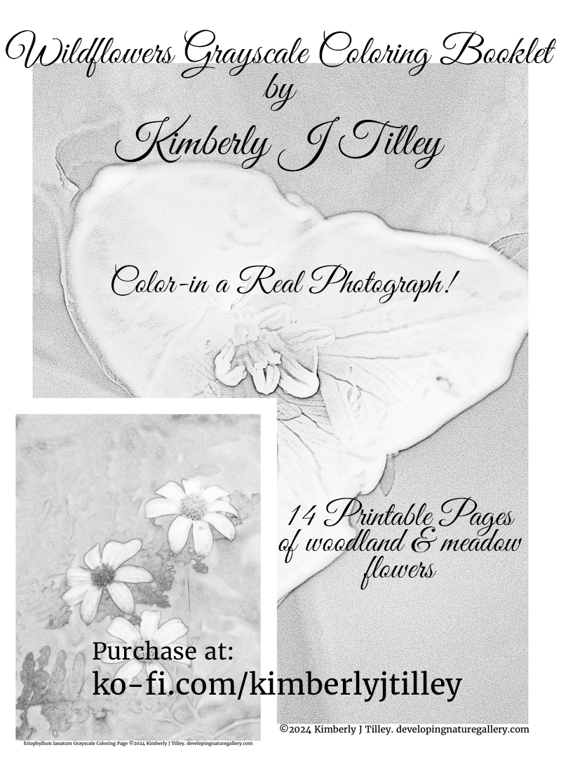 Wildflowers Grayscale Coloring Booklet by Kimberly J Tilley. 14 printable coloring pages. $7 at ko-fi.com/kimberlyjtilley. Trillium, Pink Lady's Slipper, Asters, Morning Glory, SweetPea, Anemone, Beebalm and more.