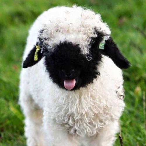 ithilienne:nettlepatchwork:Today I learned about the Valais Blacknose sheep. I think I’m dead 