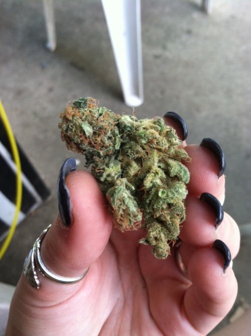 Sex little-kush:  A nug of some Sweet Black Angel pictures