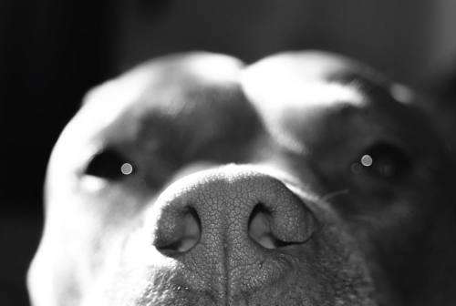 • ZzZzzzZ #psy #nose #dog #rednose #pitbull #roommate #shadow #blacklivesmatter #blackandwhite 