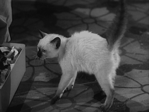 disorienteddreams:Cat People (Jacques Tourneur, 1942)Cat People (Jacques Tourneur, 1942)  