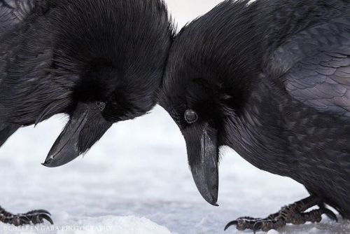 thedarkperidot: The beauty of Ravens Credits: Ravenmaster/ColleenGara