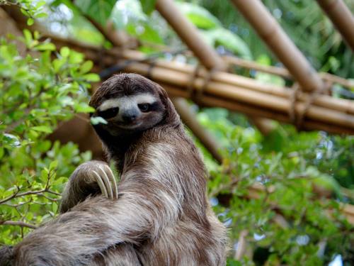 animalavenue:  Sloths are truly amazing.
