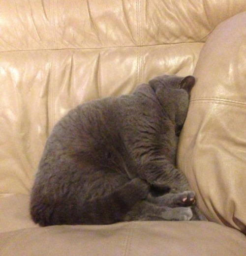 ネコみたいに眠ってみよう！ ネコのやらかす眠り方徹底攻略ガイド Sleeping Cats