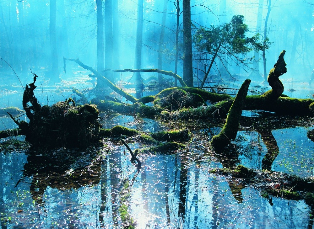 lamus-dworski:  Białowieża Forest - the ancient European forest, one of the last