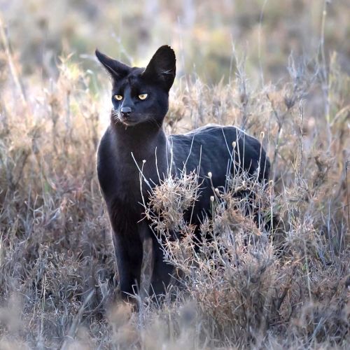 A Striking Photo of a Very Rare Black Serval Cat